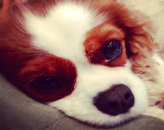 pets and family law