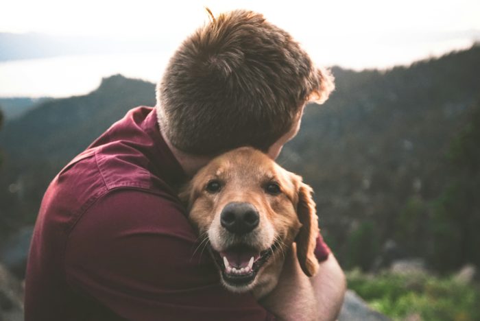 pets and divorcre